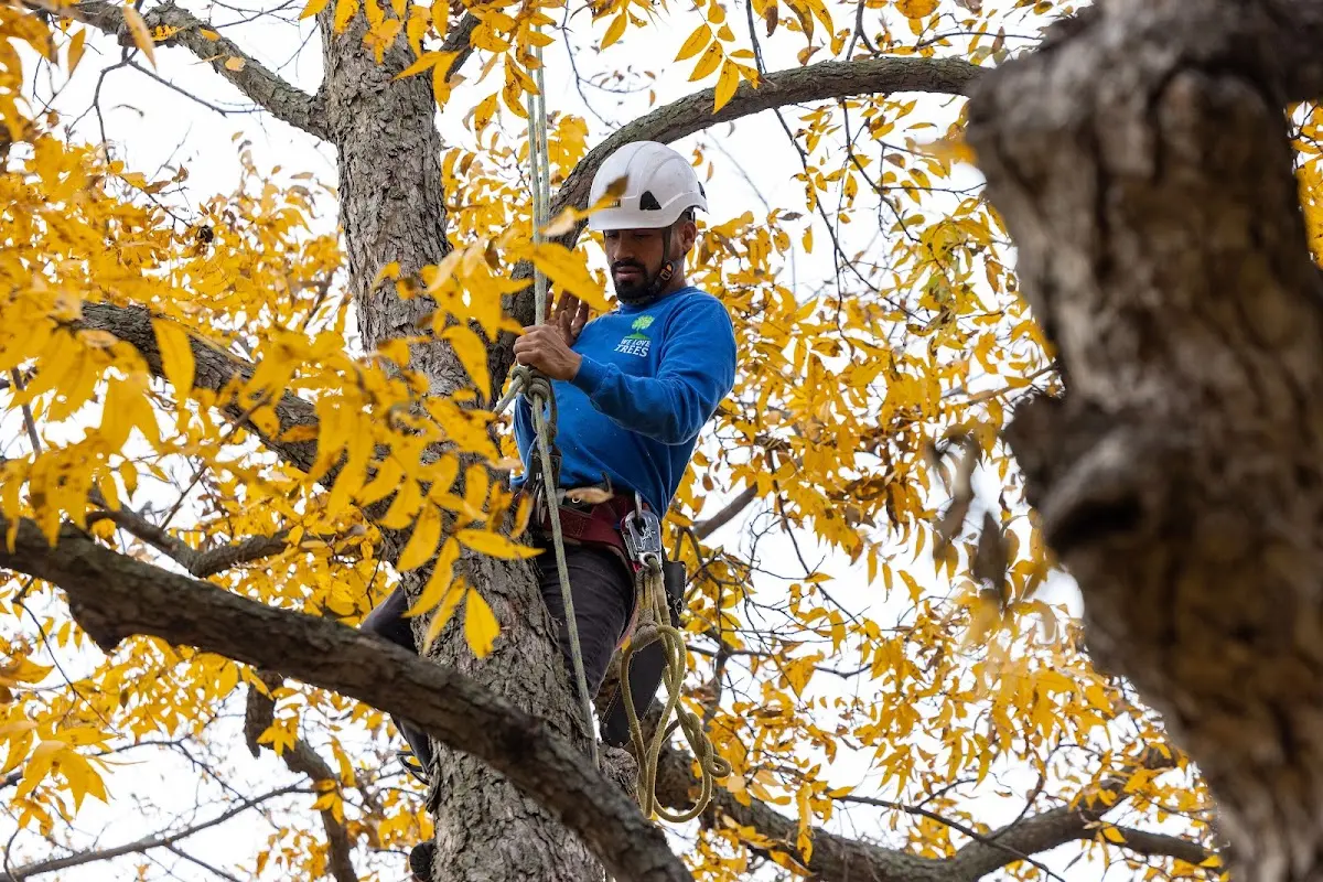 Skilled Tree Transplanting crew working in Loomis